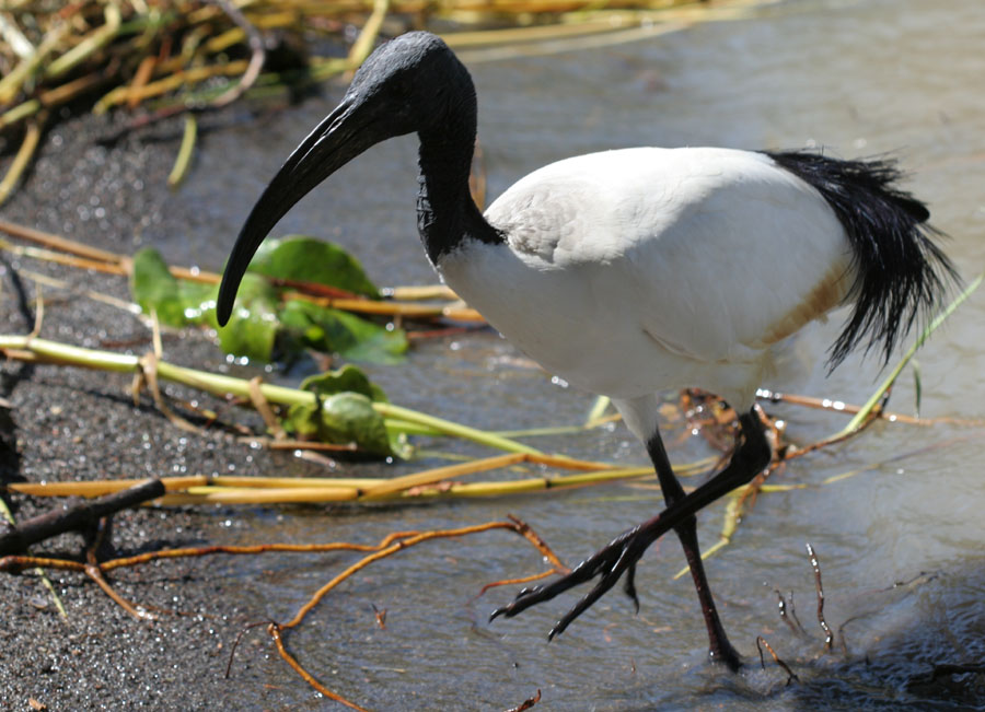 Heiliger Ibis