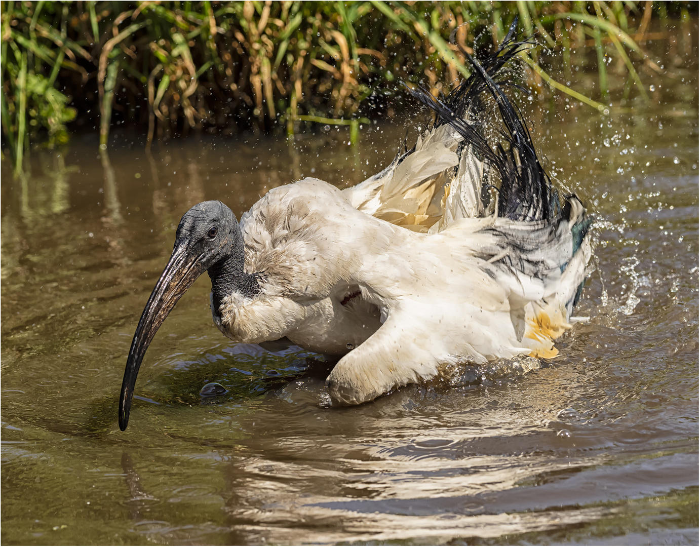 Heiliger Ibis