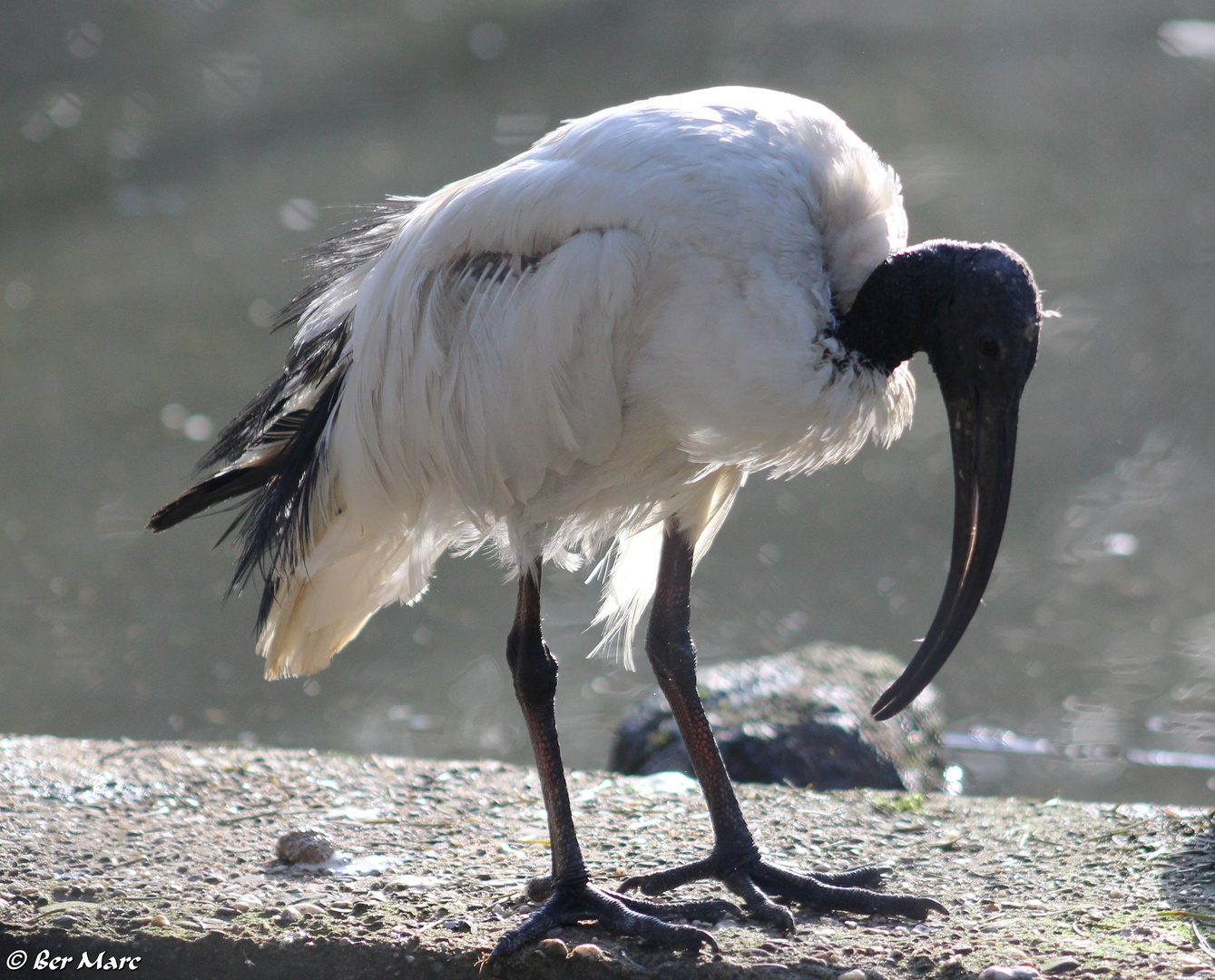 Heiliger Ibis