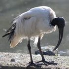 Heiliger Ibis