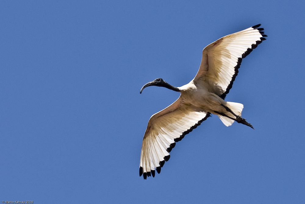 Heiliger Ibis