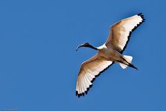 Heiliger Ibis