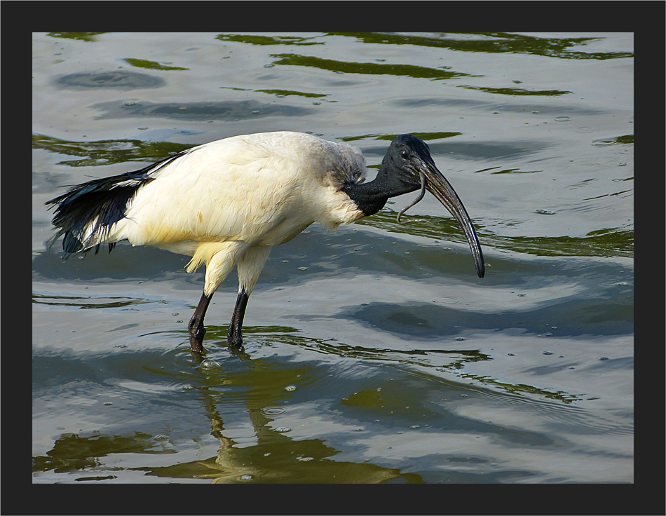 Heiliger Ibis