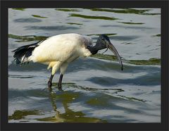 Heiliger Ibis