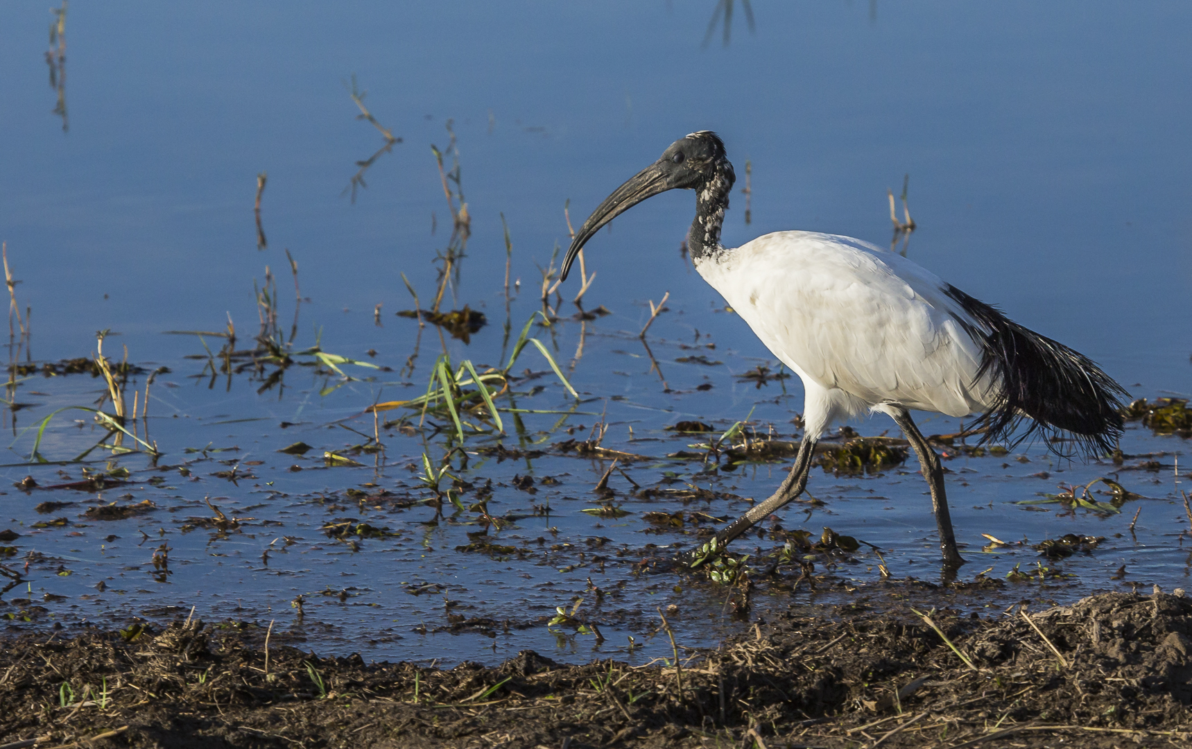 Heiliger Ibis