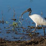 Heiliger Ibis