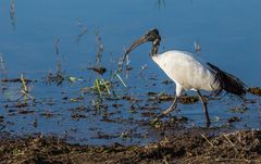 Heiliger Ibis