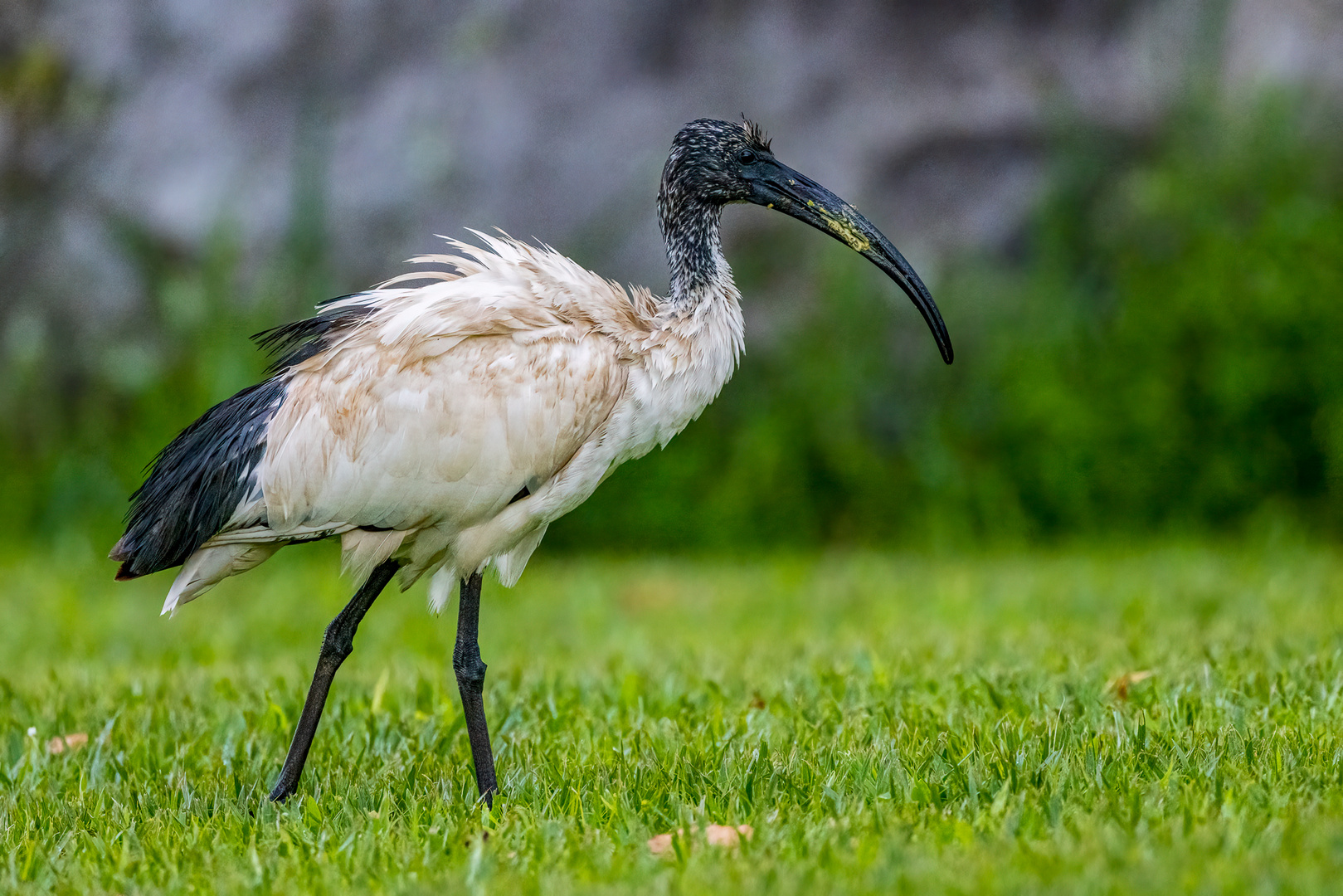 Heiliger Ibis (African Sacred Ibis)