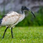 Heiliger Ibis (African Sacred Ibis)