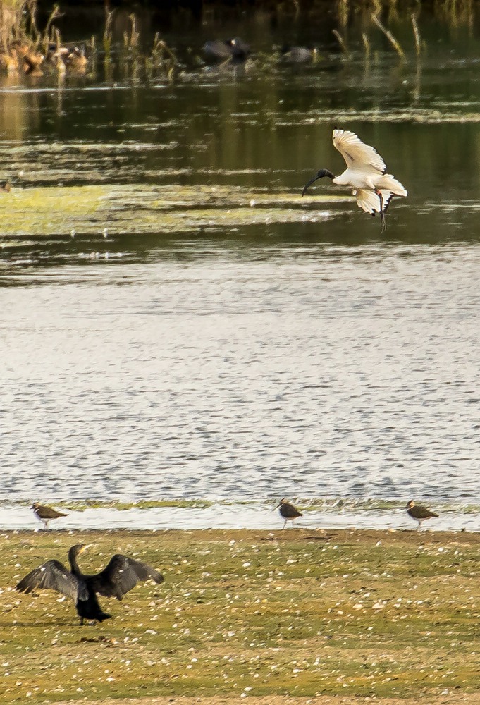 "Heiliger Ibis" am Altmühlsee