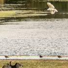 "Heiliger Ibis" am Altmühlsee