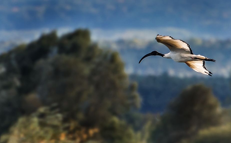 "Heiliger Ibis" am Altmühlsee