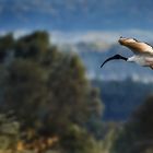 "Heiliger Ibis" am Altmühlsee