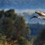 "Heiliger Ibis" am Altmühlsee