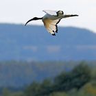 "Heiliger Ibis" am Altmühlsee