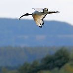 "Heiliger Ibis" am Altmühlsee