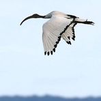 "Heiliger Ibis" am Altmühlsee - der hat sich wohl Verflogen?