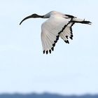 "Heiliger Ibis" am Altmühlsee - der hat sich wohl Verflogen?