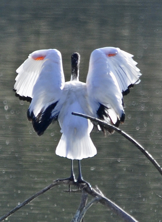 Heiliger Ibis, am sonnenanbeten!