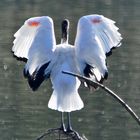 Heiliger Ibis, am sonnenanbeten!