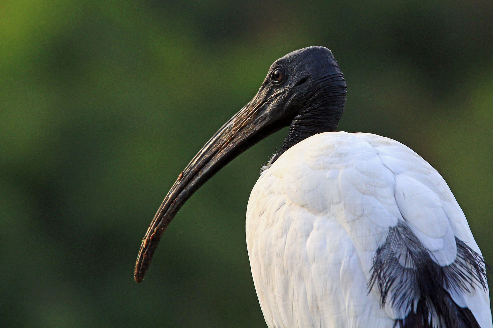 Heiliger Ibis, Awash River, Äthiopien