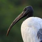 Heiliger Ibis, Awash River, Äthiopien