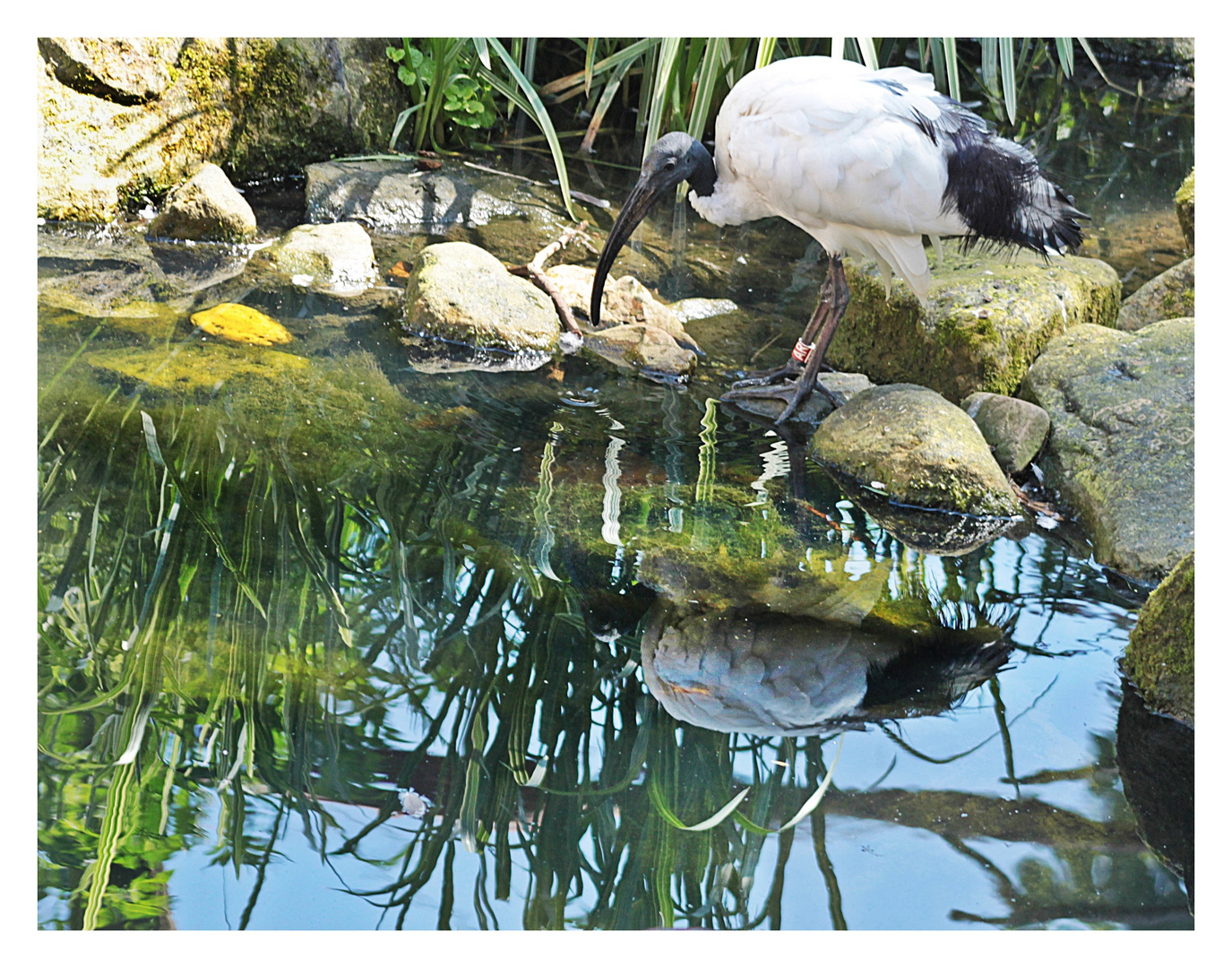 Heiliger Ibis