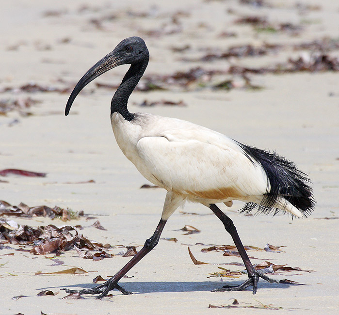 Heiliger Ibis