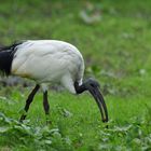 Heiliger Ibis - Bildurchläufer