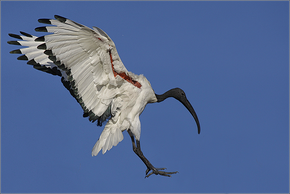 Heiliger Ibis