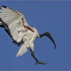 Heiliger Ibis