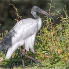 Heiliger Ibis