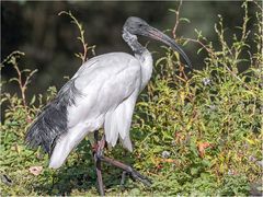 Heiliger Ibis