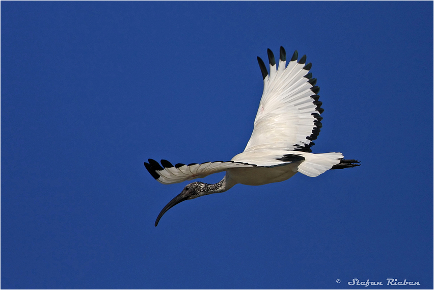 Heiliger Ibis