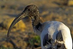 Heiliger Ibis