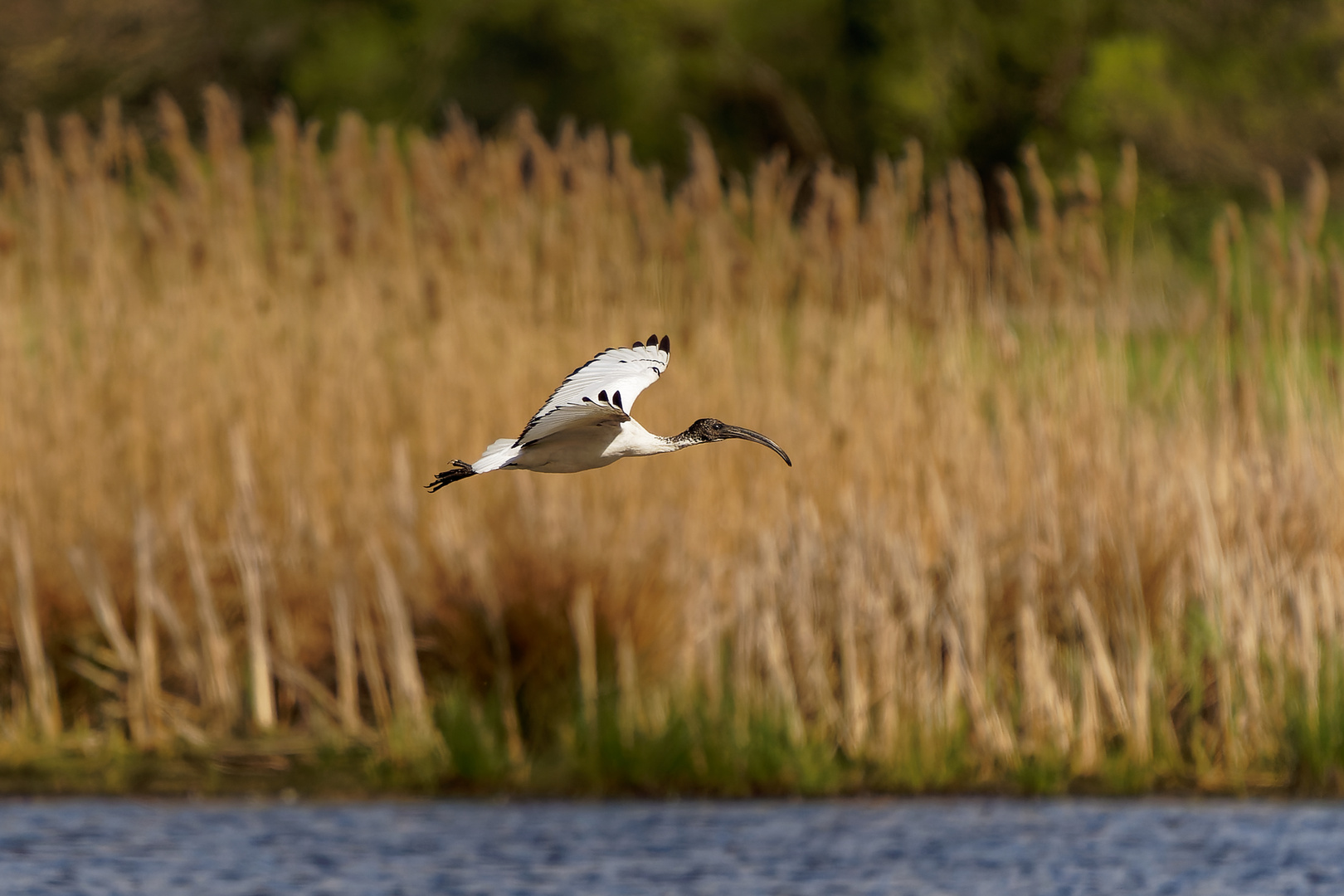 Heiliger Ibis