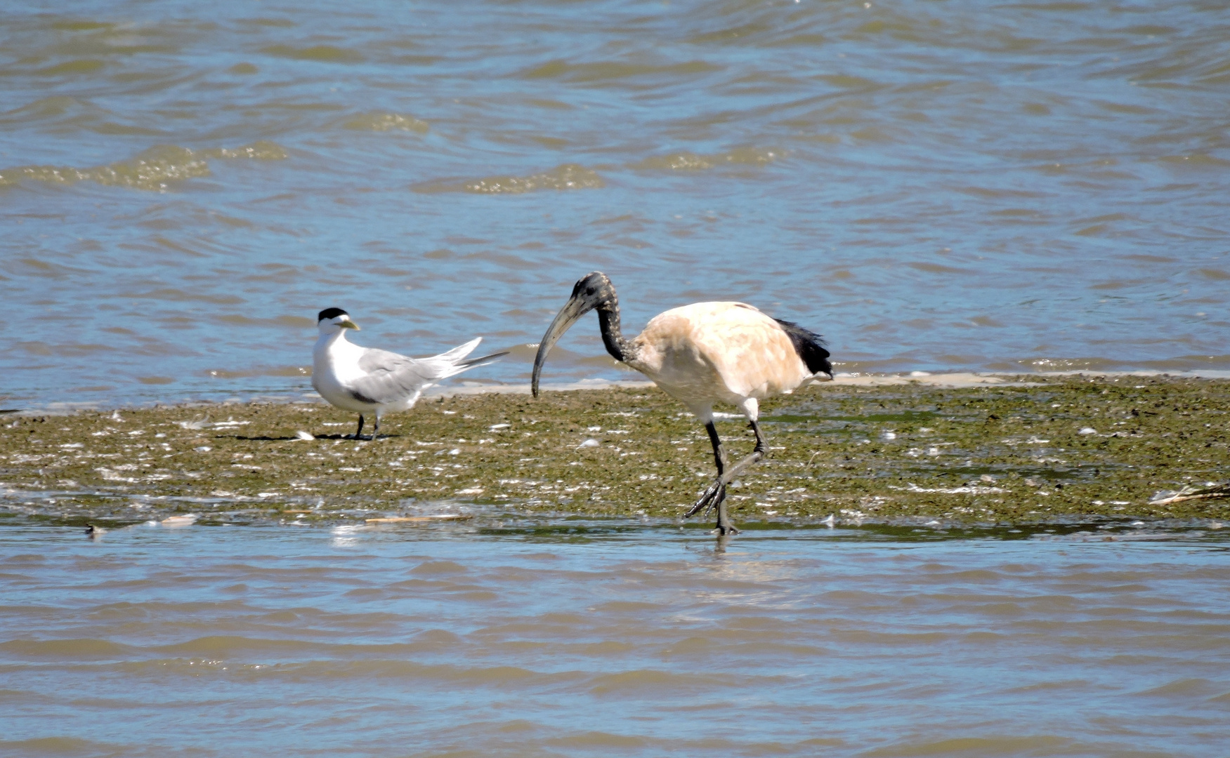 Heiliger Ibis im Lake St.Lucia .