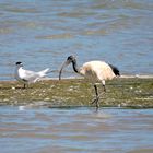 Heiliger Ibis im Lake St.Lucia .