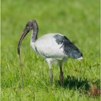 Heiliger Ibis in der Schweiz (jetzt mit Film)