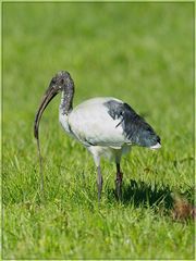 Heiliger Ibis in der Schweiz (jetzt mit Film)