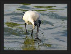 Heiliger Ibis mit Beute