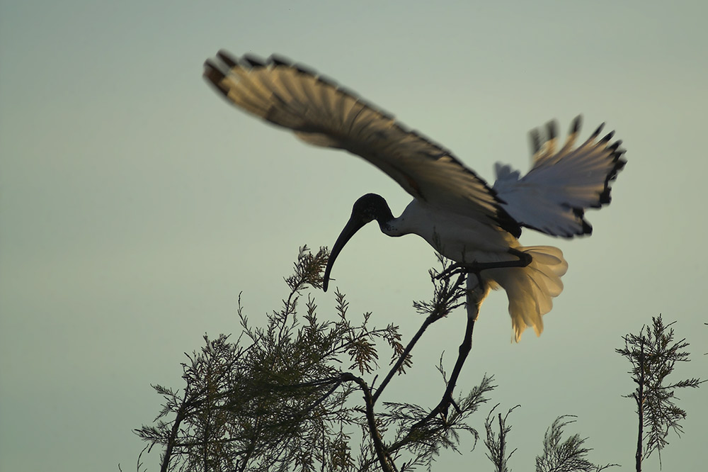 Heiliger (Ibis) mit Landeproblemen