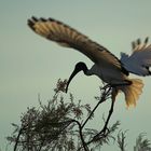 Heiliger (Ibis) mit Landeproblemen