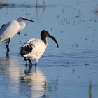 Heiliger Ibis (Spanien!!)