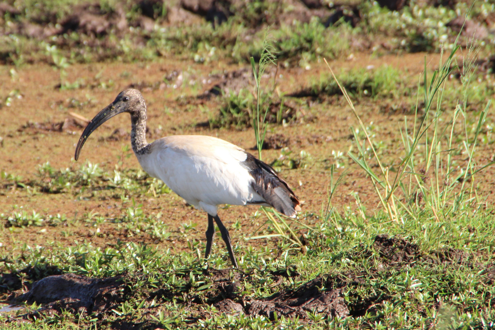 Heiliger Ibis  -  Threskiornis aethiopica