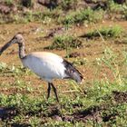 Heiliger Ibis  -  Threskiornis aethiopica