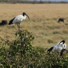 Heiliger Ibis - Threskiornis aethiopicus