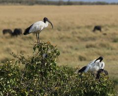 Heiliger Ibis - Threskiornis aethiopicus