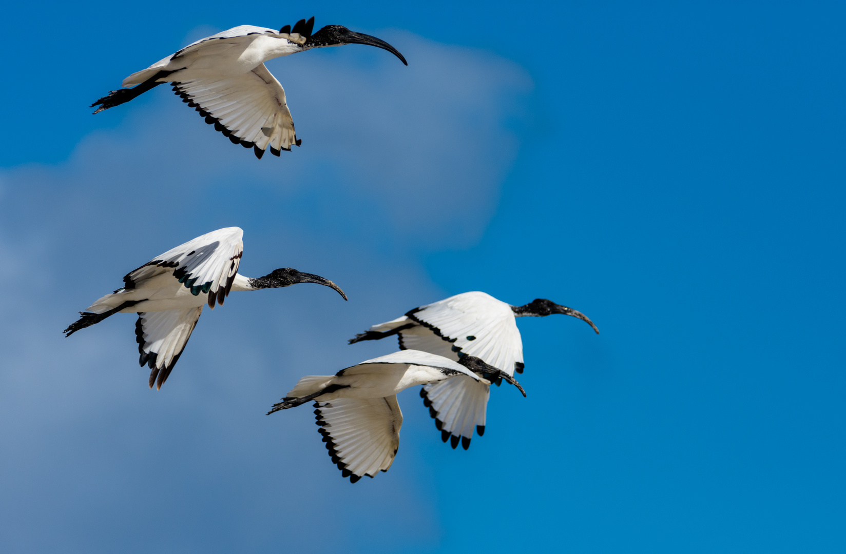 Heiliger Ibis (Threskiornis aethiopicus)