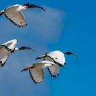 Heiliger Ibis (Threskiornis aethiopicus)